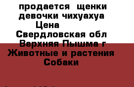 продается  щенки  девочки чихуахуа › Цена ­ 7 000 - Свердловская обл., Верхняя Пышма г. Животные и растения » Собаки   